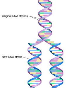 DNA replication