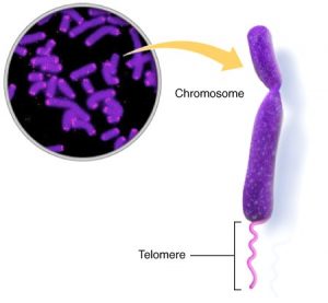 telomeres