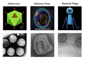 The many shapes and shades of viruses. Top: Artistic render, Bottom: Electron micrograph. Top left, right: Original artwork by Senmaio Zhan.