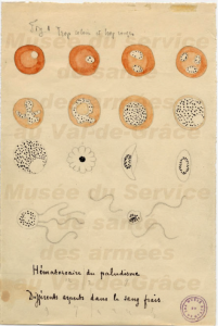 Illustration drawn by Laveran of various stages of malaria parasites as seen on fresh blood. Dark pigment granules are present in most stages. The bottom row shows an exflagellating male gametocyte, which “… move with great vivacity..."