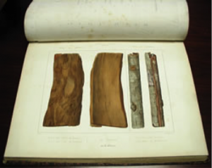 Plate from "Quinologie", Paris, 1854, showing bark of Quinquina calisaya (from Bolivia).