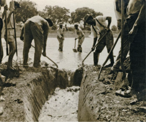 This 1920s photograph, taken somewhere in the southern United States, shows workers practicing “vector control” by digging a drainage ditch in order to help disperse standing water that was acting as a popular breeding ground for a population of Anopheles mosquitoes. Vector control aims to decrease contacts between humans and vectors of human disease. Control of mosquitoes may prevent malaria as well as several other mosquito borne diseases such as West Nile virus, St. Louis encephalitis, and Dengue fever.