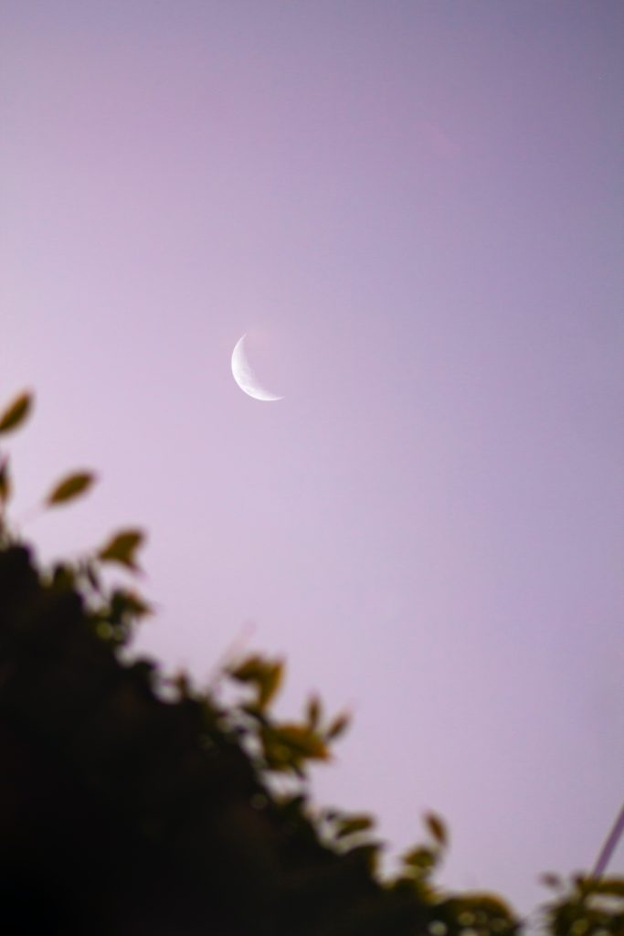 purple washed moon over trees