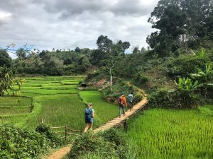 Rice paddy fields in Madagascar