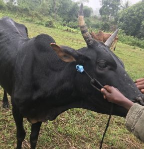 Zebu receiving a GPS tracker