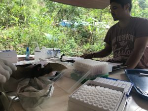 Small mammal trapping lab with Dr. Toky Randriamoria. Our Malagasy partners are vital to our work!
