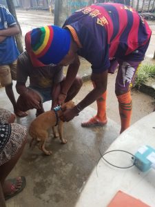 Jean Yves attaching a GPS tracker to a village dog so we can track animal movement and potential disease transmission