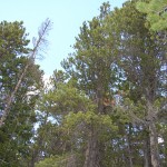 llodgepole pine (Colorado, 2013)