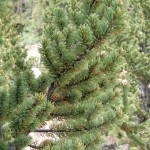 bristlecone pine: Colorado (June 20130
