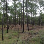 loblolly pine: one of a few stands that survived 2012 fire in Bastrop, TX