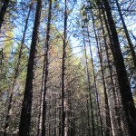 lodgepole pine, Alberta