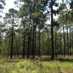 longleaf pine: east Texas (Aug 2013)