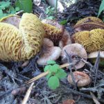 Suillus megaporinus in the field (photo by Greg Bonito)