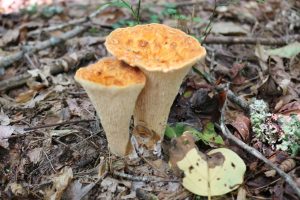 IMG_2147 (Summer 2016 – Fungi of Mountain Lake Biological Station)
