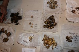 IMG_2818 (Aug 1-4, 2016: Sierra truffles and Suilli)
