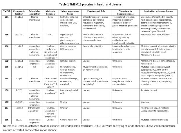 TMEM 16 | Yang Lab