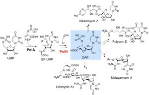 Our work on nikkomycin biosynthesis was published in Nature Chemical Biology | Lab